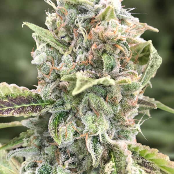 Grateful Dead Fast graines > High Speed Buds | Graines Féminisées  |  Sativa